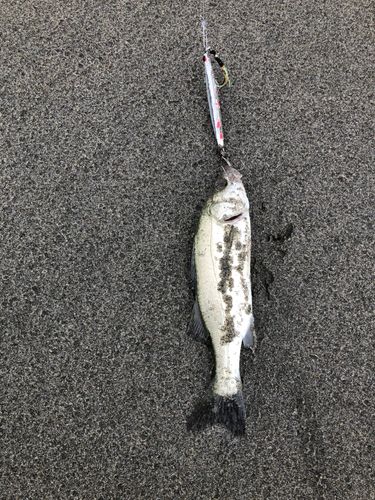 フッコ（マルスズキ）の釣果