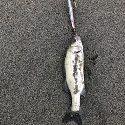 フッコ（マルスズキ）