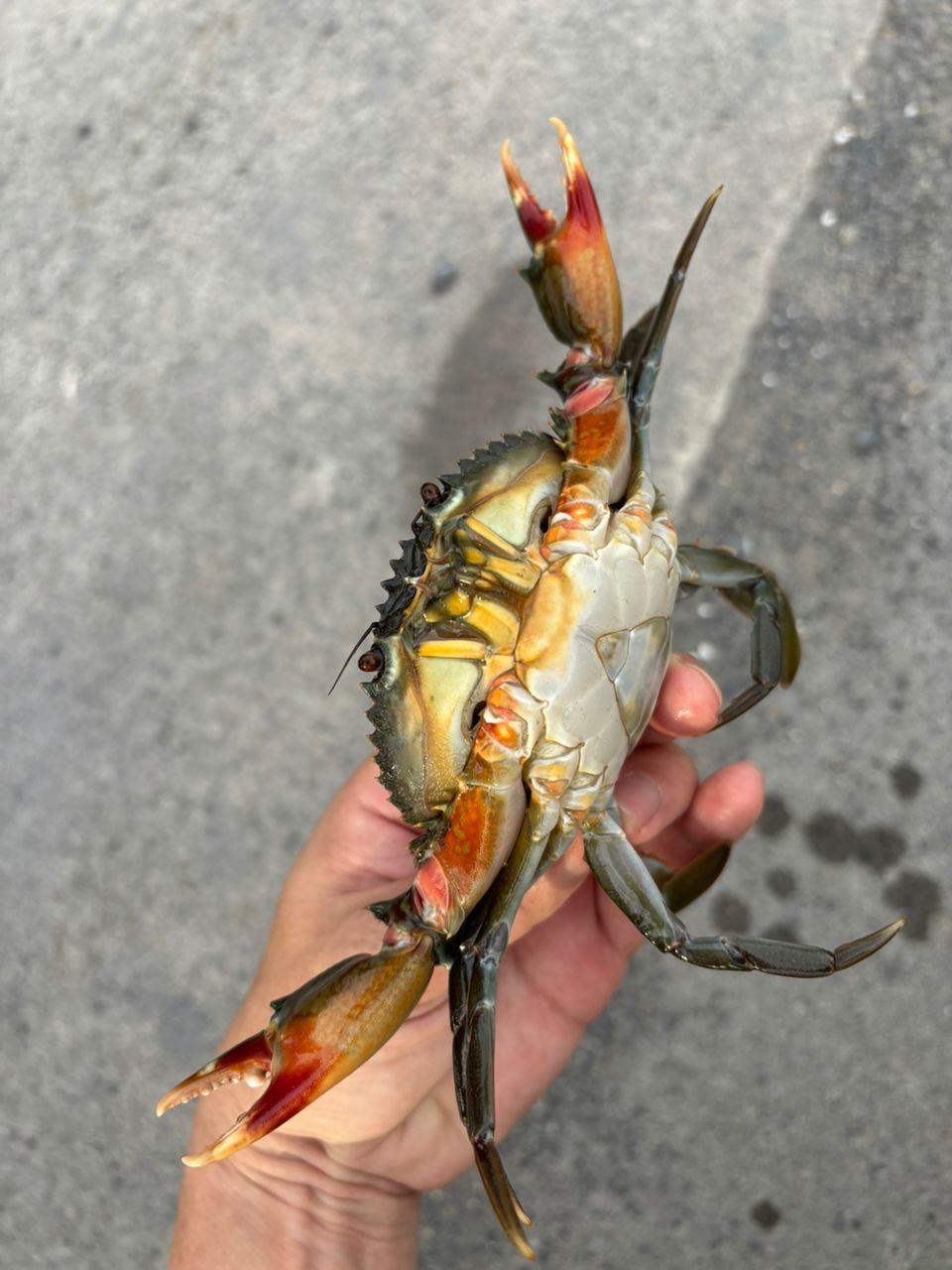 アカテノコギリガザミ