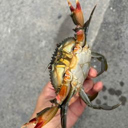 アカテノコギリガザミ