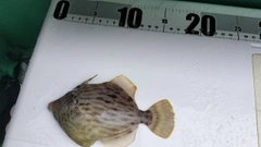 カワハギの釣果