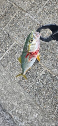 イナダの釣果