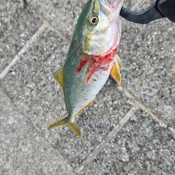 イナダ