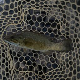 スモールマウスバス