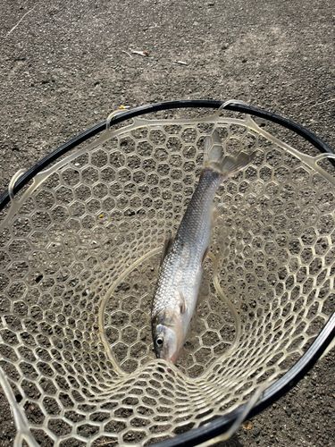 ニゴイの釣果