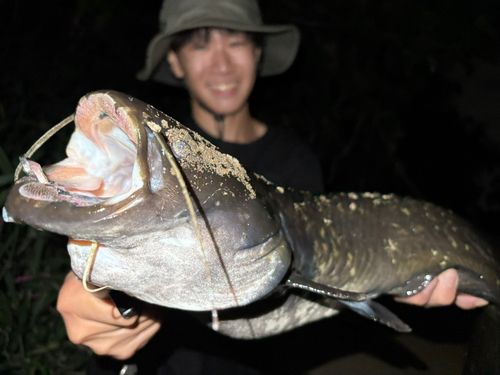 ナマズの釣果