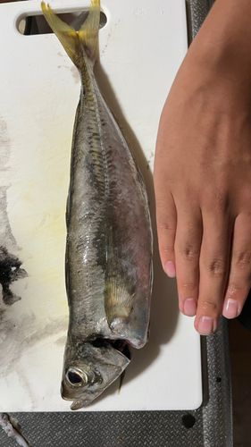 マアジの釣果