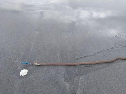 三浦海岸