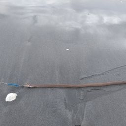 ダイナンウミヘビ