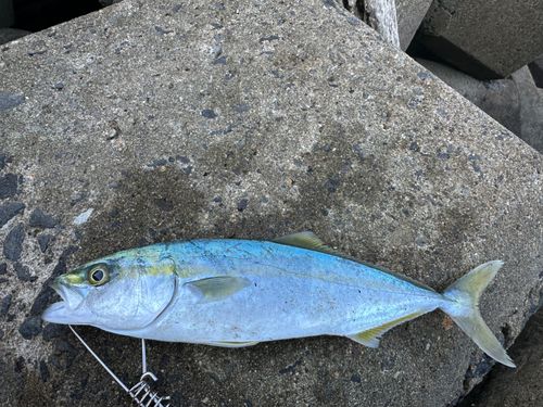 ワカシの釣果