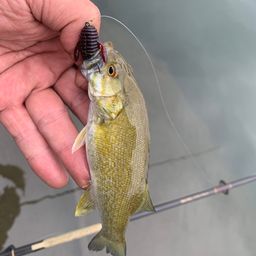 スモールマウスバス