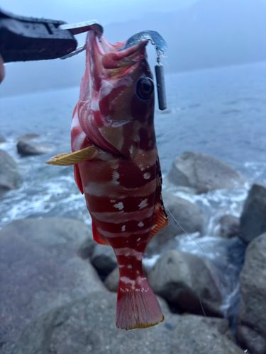 新鹿湾
