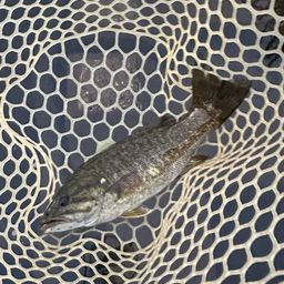 スモールマウスバス