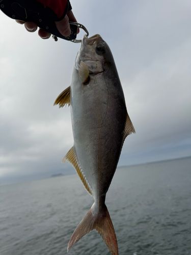 ショゴの釣果