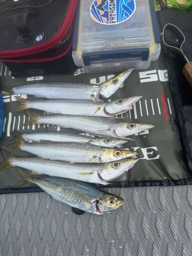 カマスの釣果