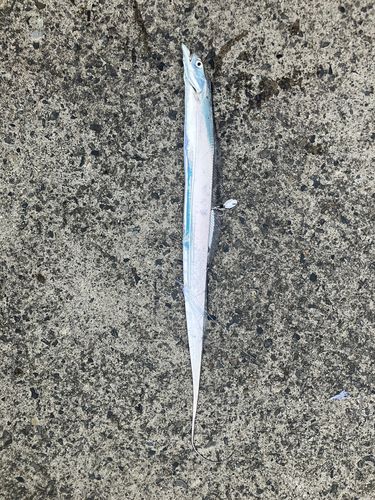 タチウオの釣果