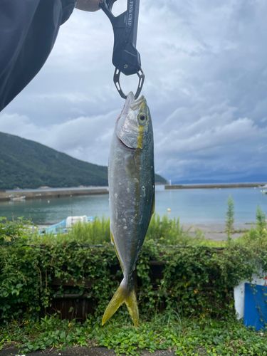 ハマチの釣果