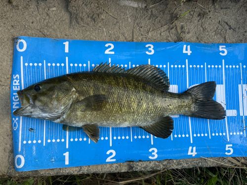スモールマウスバスの釣果