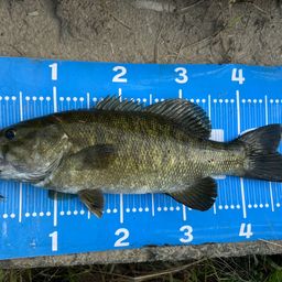 スモールマウスバス