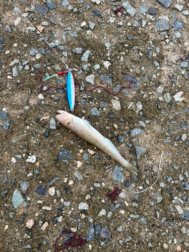 アカエソの釣果