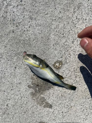 フグの釣果