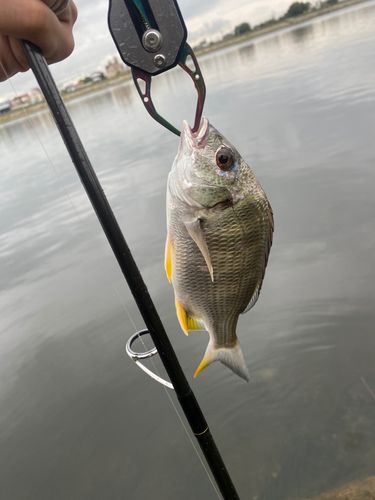 キビレの釣果