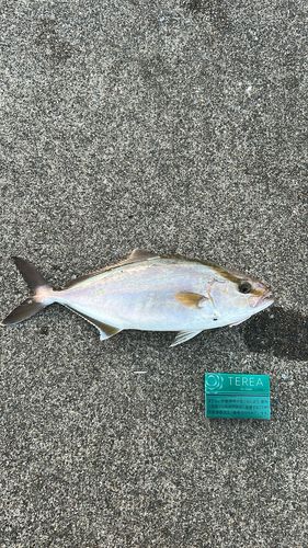 ショゴの釣果