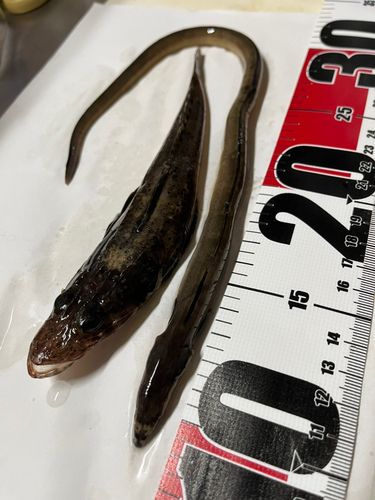 ウナギの釣果