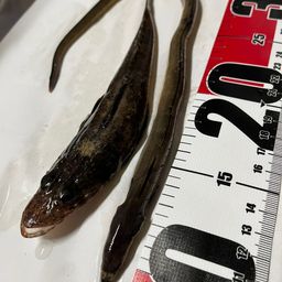 ウナギ
