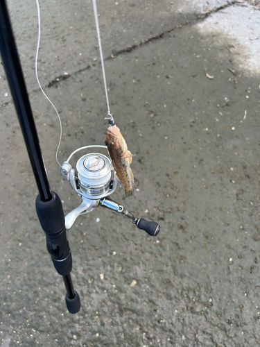ハゼの釣果