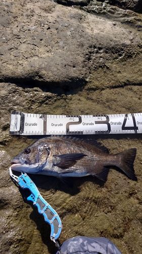 クロソイの釣果