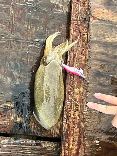 コウイカの釣果