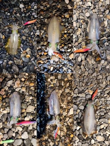アオリイカの釣果