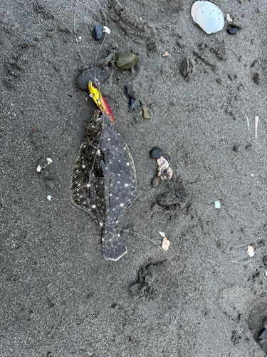 ソゲの釣果