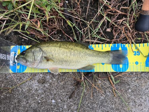 ブラックバスの釣果