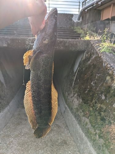 ライギョの釣果