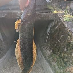 ライギョ