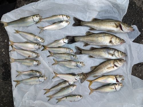 セイゴ（マルスズキ）の釣果