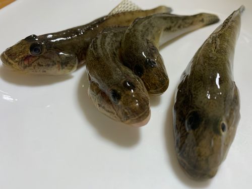 ハゼの釣果