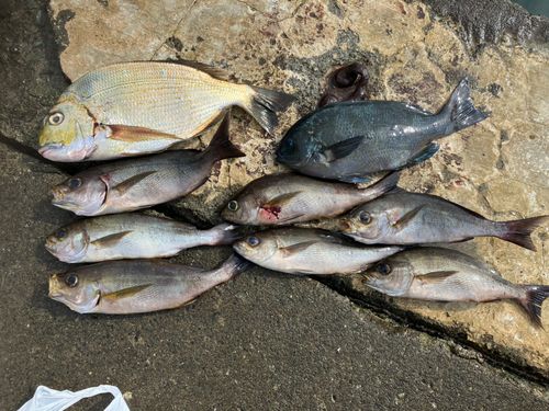 イサキの釣果