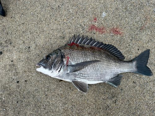 チヌの釣果