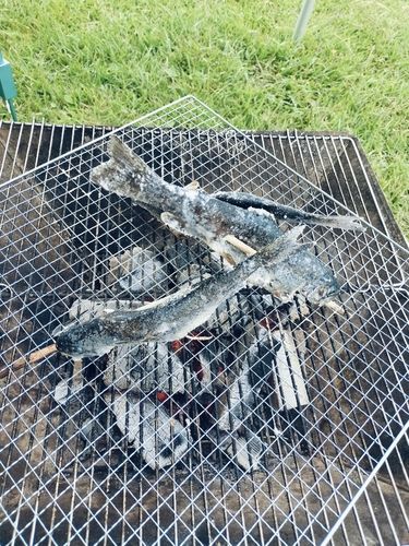 ニジマスの釣果