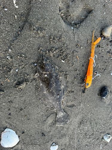 ソゲの釣果