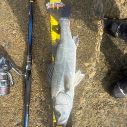 セイゴ(マルスズキ)