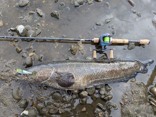 ライギョの釣果