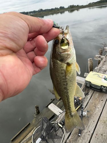ラージマウスバスの釣果