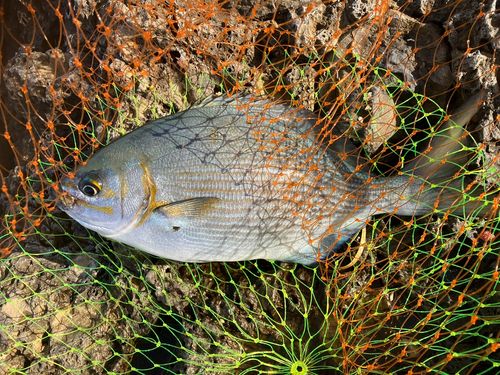 イスズミの釣果