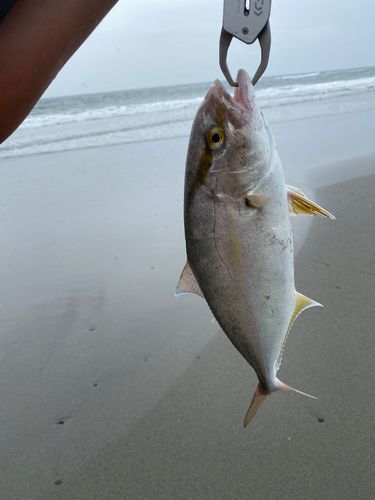 ショゴの釣果