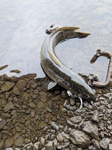 ライギョの釣果