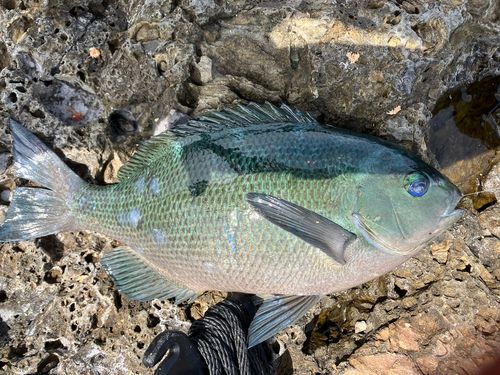 メジナの釣果